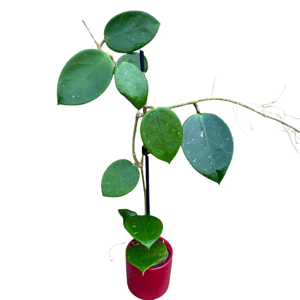 Hoya 'Sweet Scent' parfumata