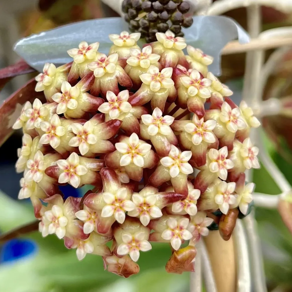 Hoya Tequila Sunrise - full pots