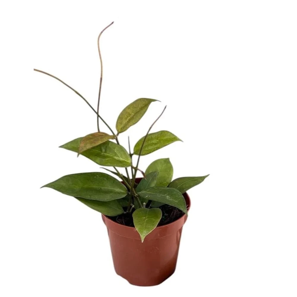 Hoya Tequila Sunrise - full pots