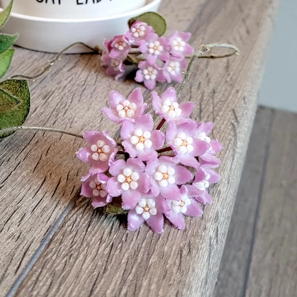 Hoya thomsonii (parfum de iasomie)