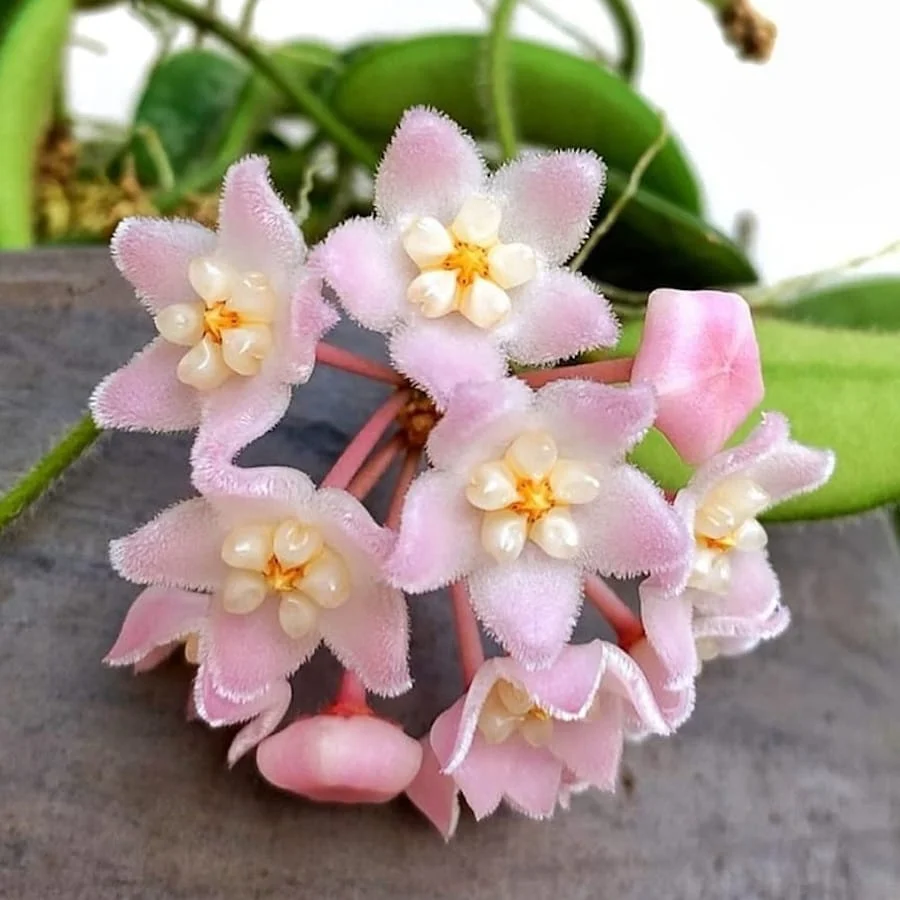 Hoya thomsonii (parfum de iasomie)