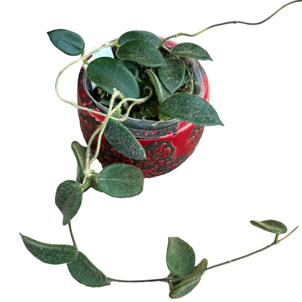 Hoya thomsonii (parfum de iasomie)