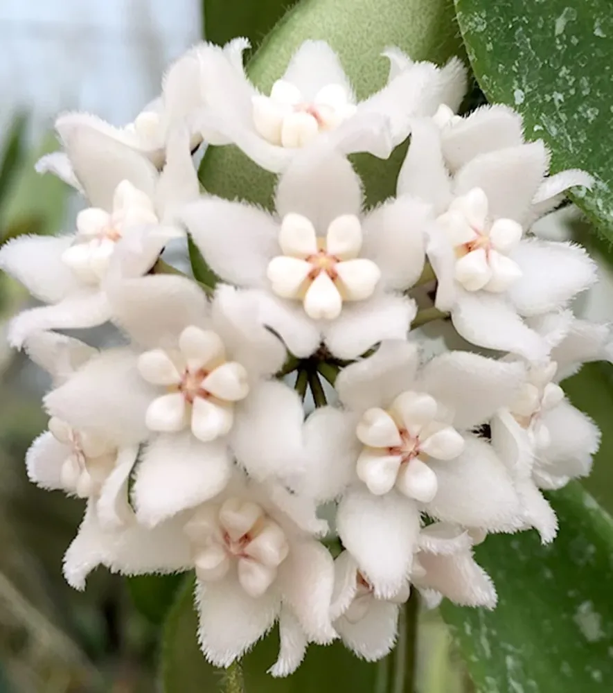 Hoya thomsonii (parfum de iasomie)