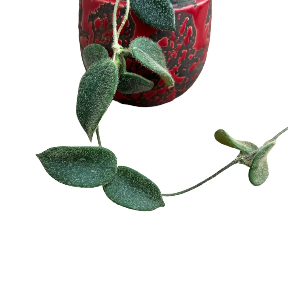 Hoya thomsonii (parfum de iasomie)