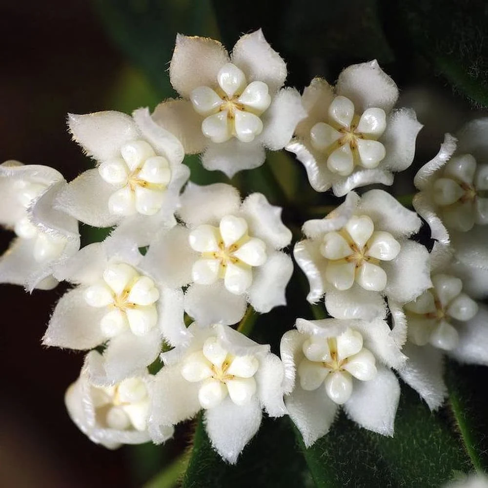 Hoya thomsonii 'White' (parfum de iasomie) - exemplare dezvoltate