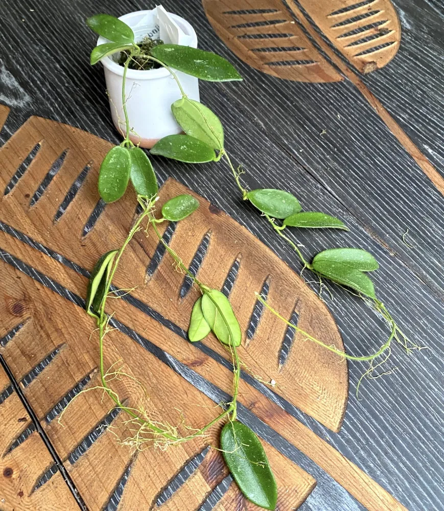 Hoya thomsonii 'White' (parfum de iasomie) - exemplare dezvoltate
