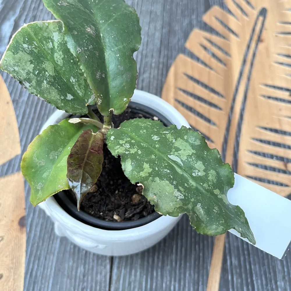 Hoya undulata - exemplarul din poze