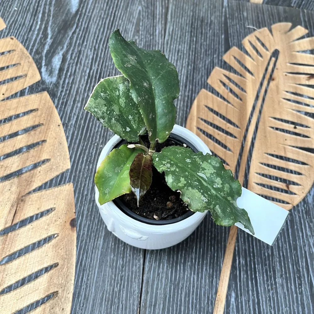 Hoya undulata - exemplarul din poze