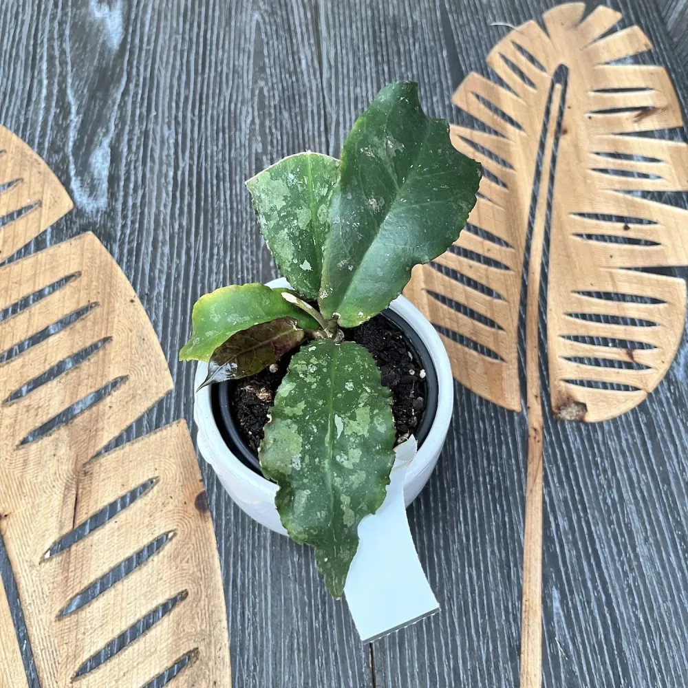 Hoya undulata - exemplarul din poze
