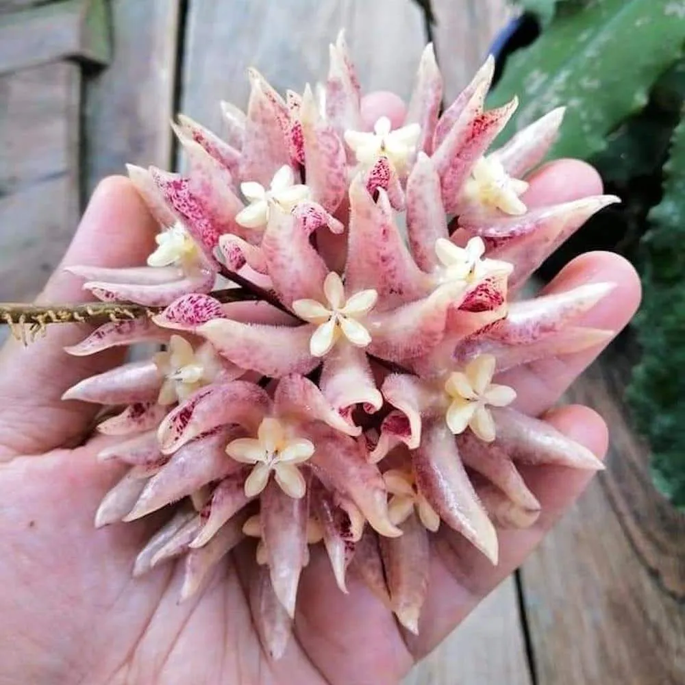 Hoya undulata - exemplarul din poze