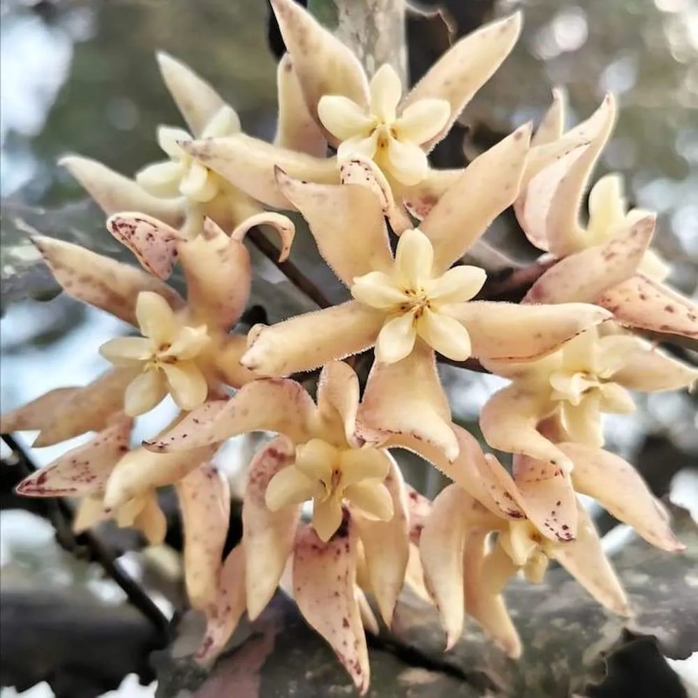 Hoya undulata - exemplarul din poze