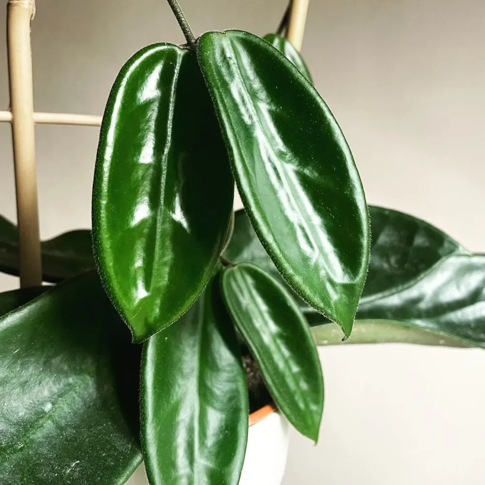 Hoya vangviengiensis D6