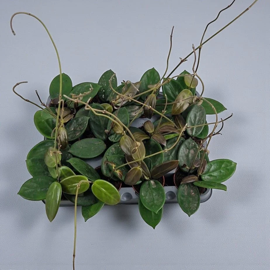 Hoya vangviengiensis D6