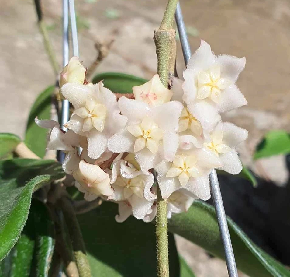Hoya vangviengiensis D6