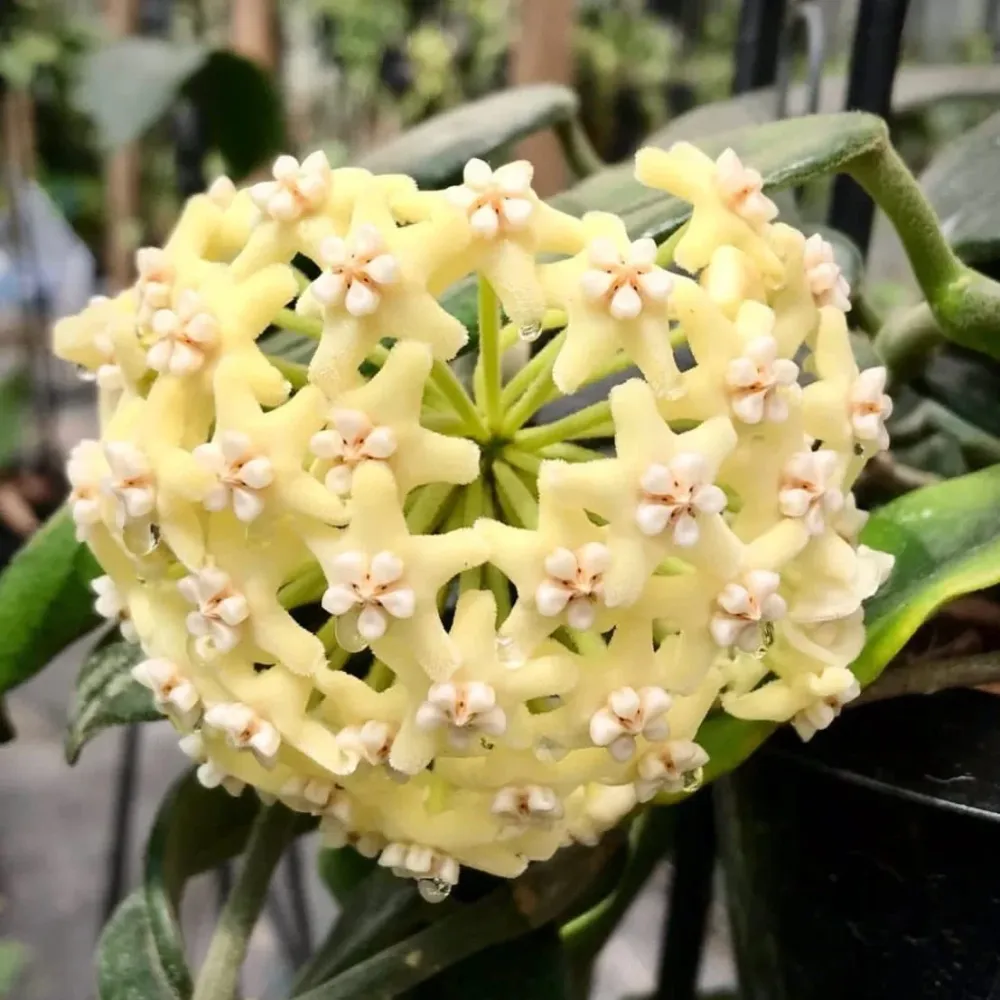 Hoya villosa D9