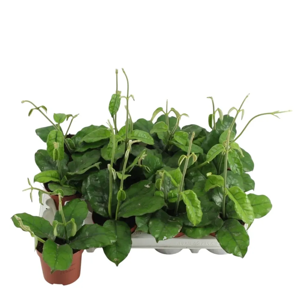 Hoya villosa D9