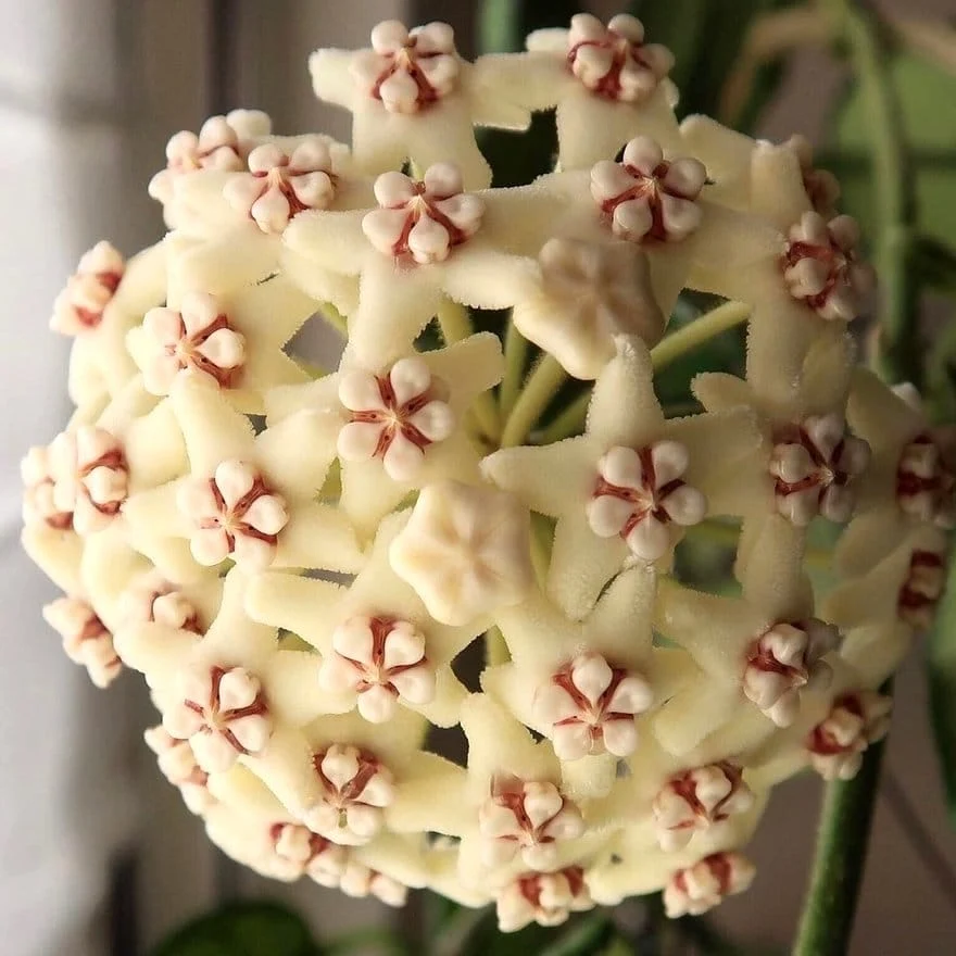 Hoya villosa D9
