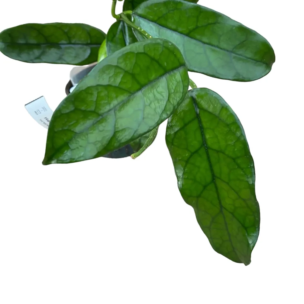 Hoya villosa D9