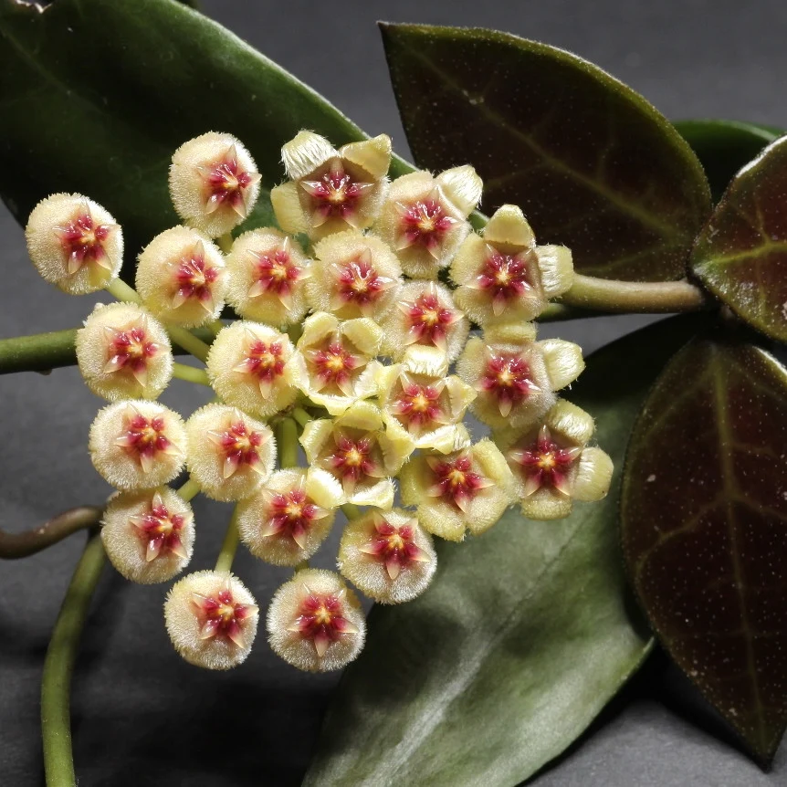 Hoya walliniana - exemplare dezvoltate