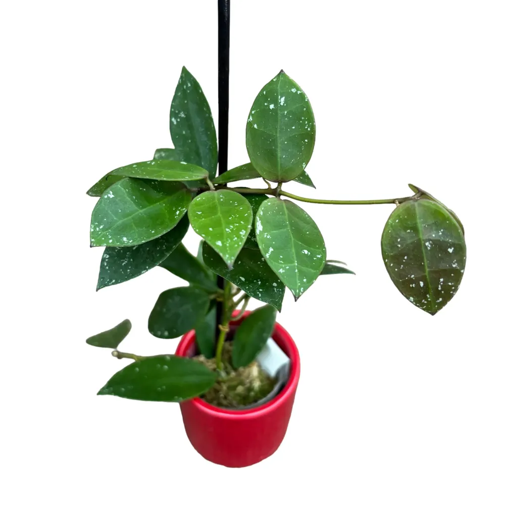 Hoya walliniana - exemplare dezvoltate
