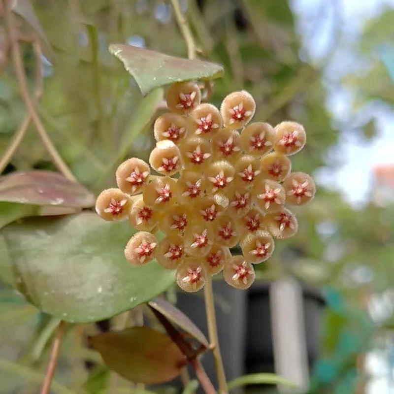 Hoya walliniana - exemplare dezvoltate