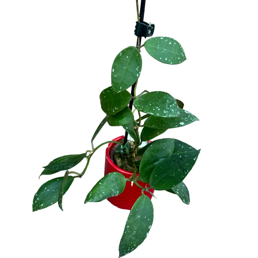 Hoya walliniana - exemplare dezvoltate