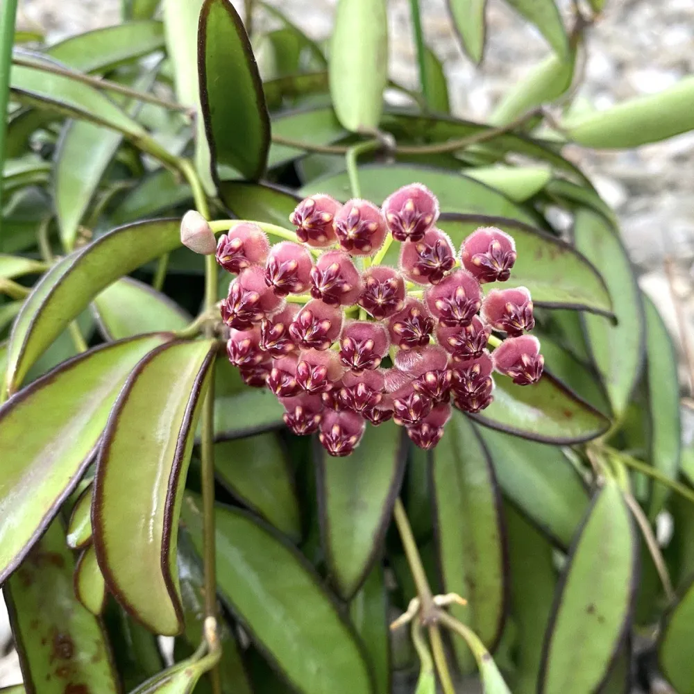 Hoya wayetii - D6cm