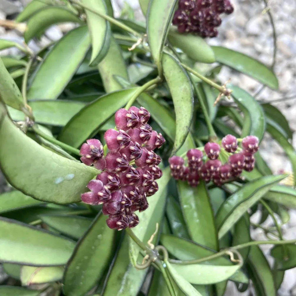 Hoya wayetii - D6cm