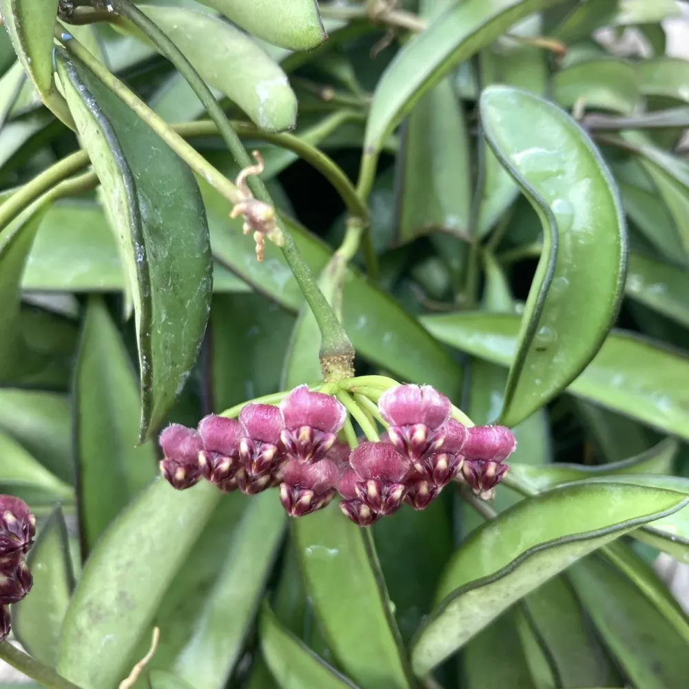 Hoya wayetii - D6cm
