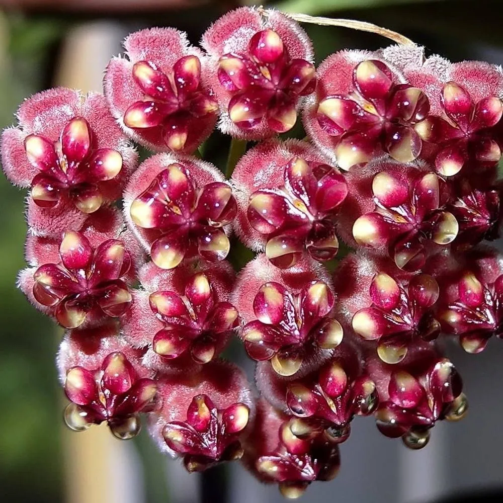 Hoya wayetii - exemplare mari!