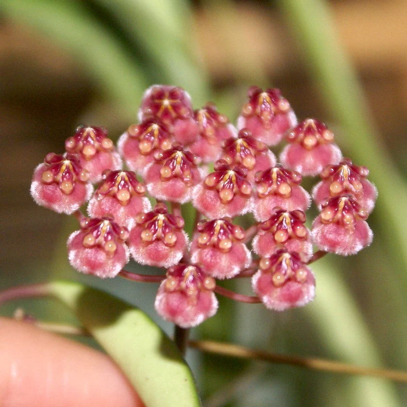 Hoya wayetii 'Variegata' - full pots D14