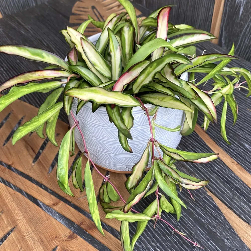 Hoya wayetii 'Variegata' - full pots - 4-5 plante per ghiveci