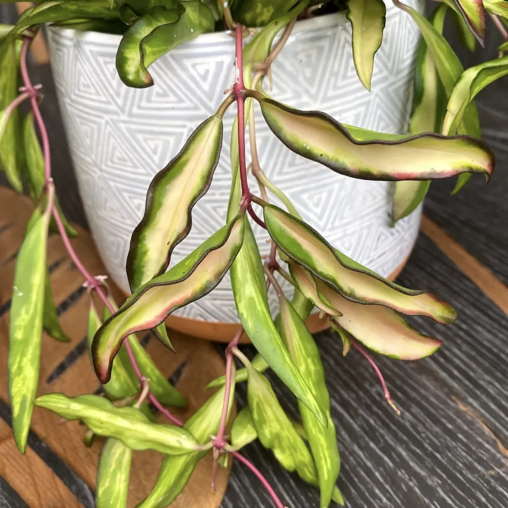 Hoya wayetii 'Variegata' - full pots - 4-5 plante per ghiveci