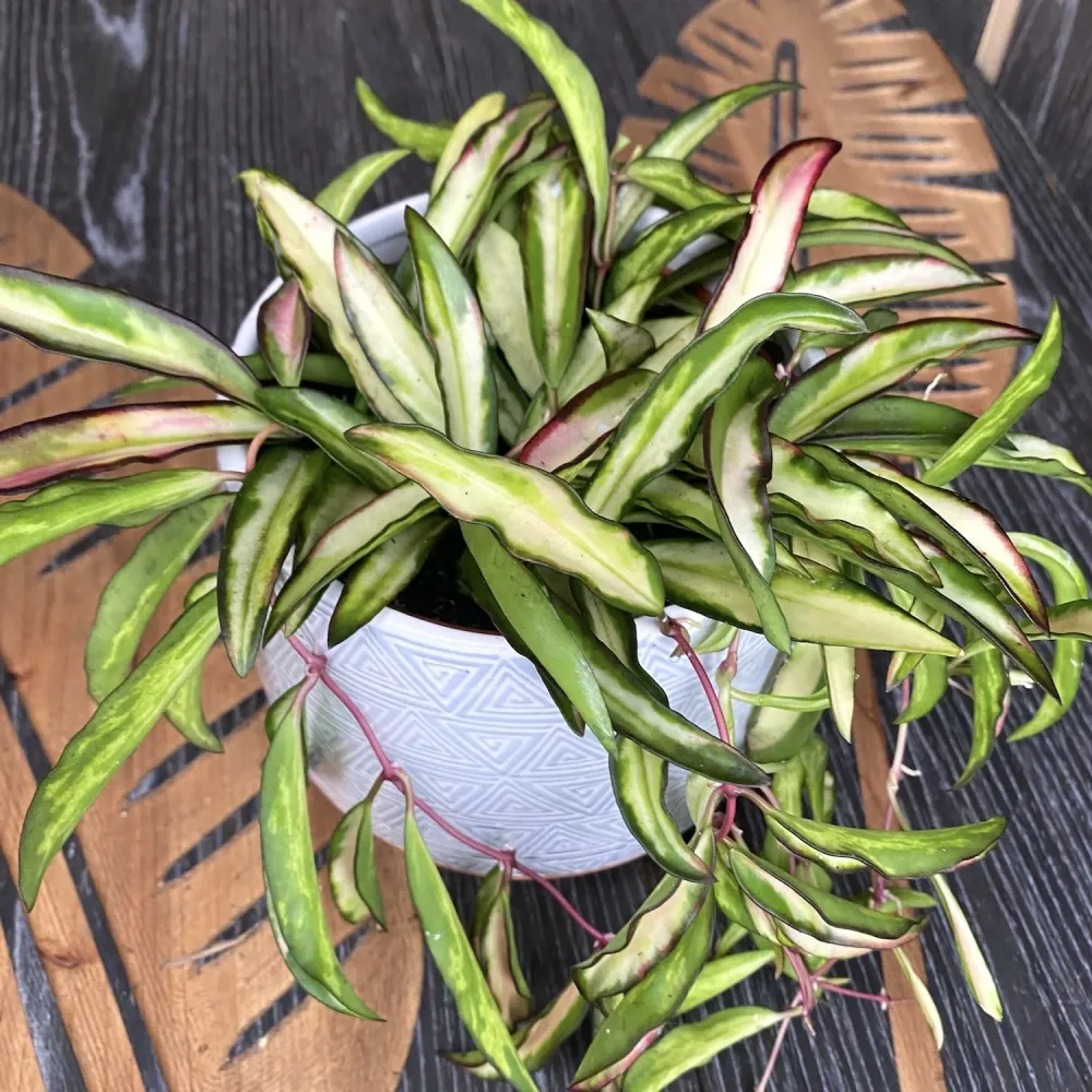 Hoya wayetii 'Variegata' - full pots - 4-5 plante per ghiveci