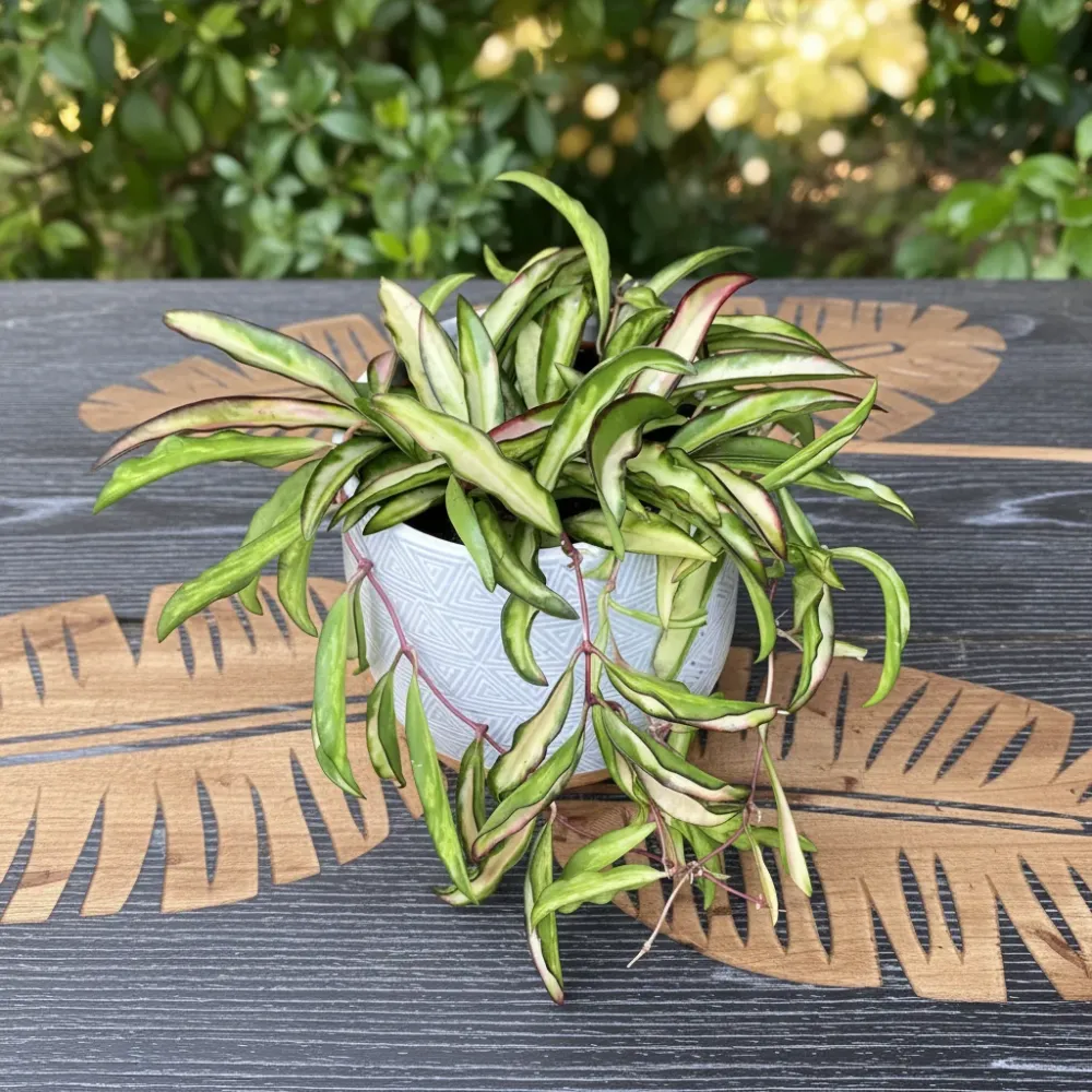 Hoya wayetii 'Variegata' - full pots - 4-5 plante per ghiveci