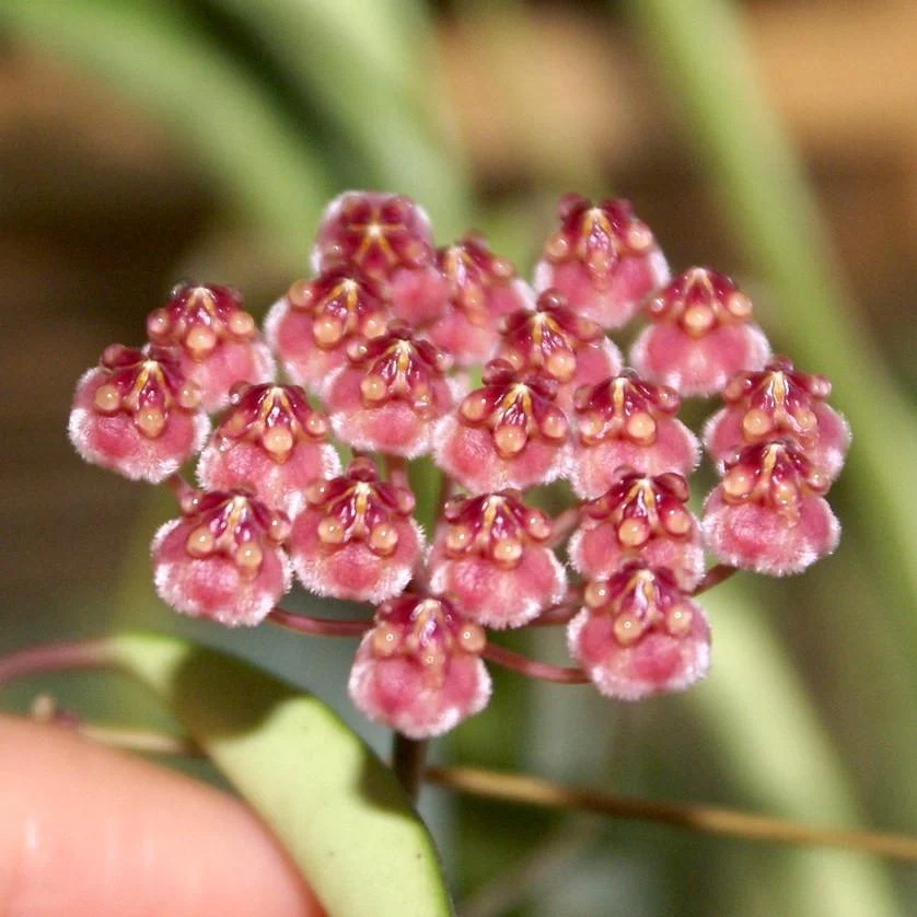 Hoya wayetii 'Variegata' - full pots - 4-5 plante per ghiveci