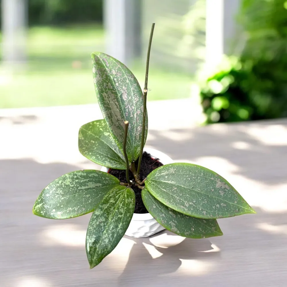 Hoya wibergiae D6