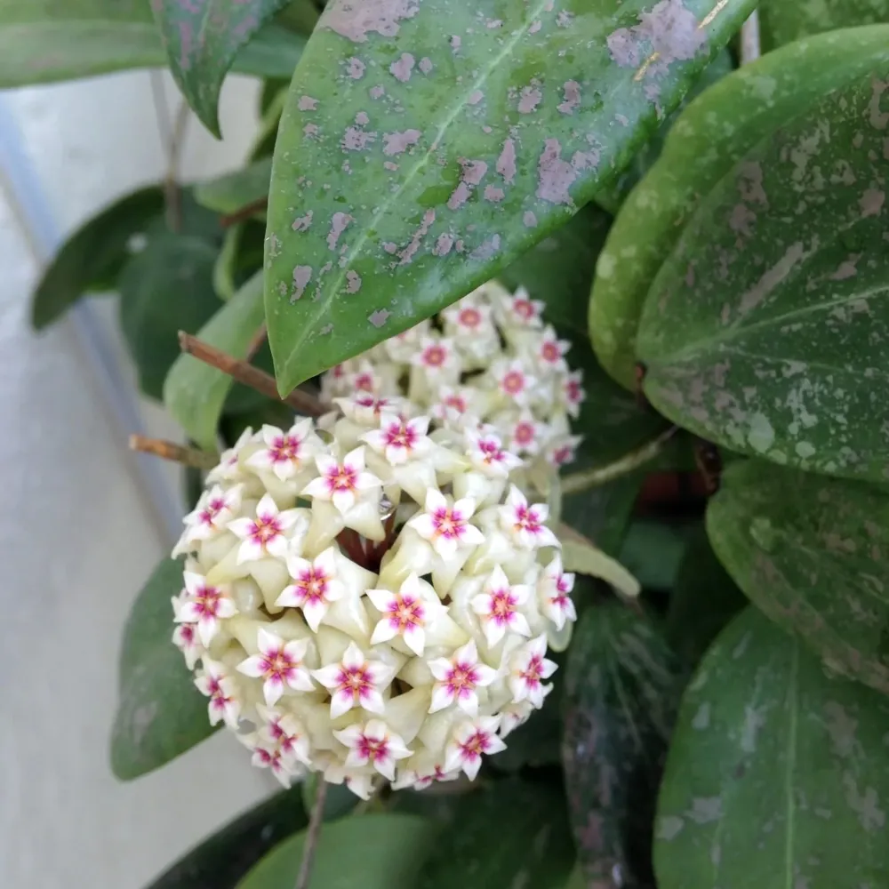 Hoya wibergiae D6