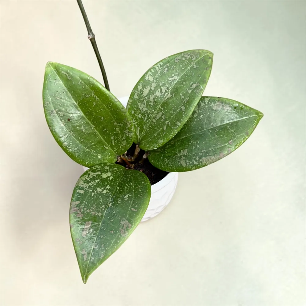 Hoya wibergiae D6