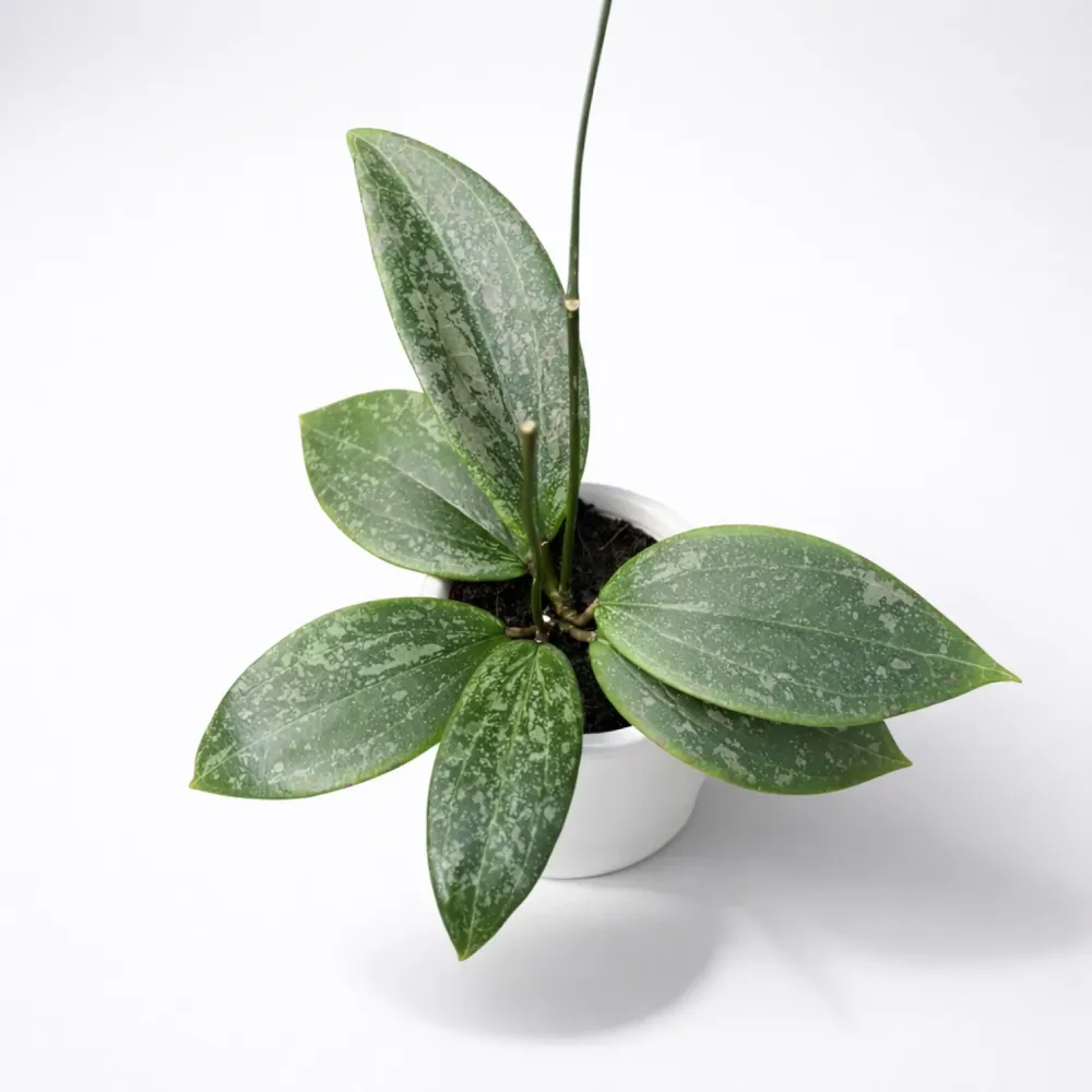 Hoya wibergiae D6