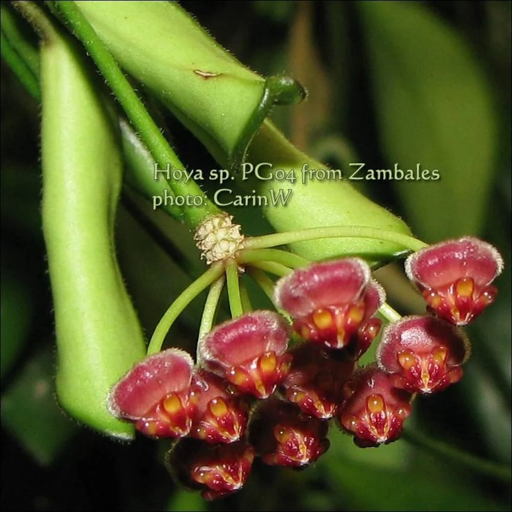 Hoya sp. Zambales D6