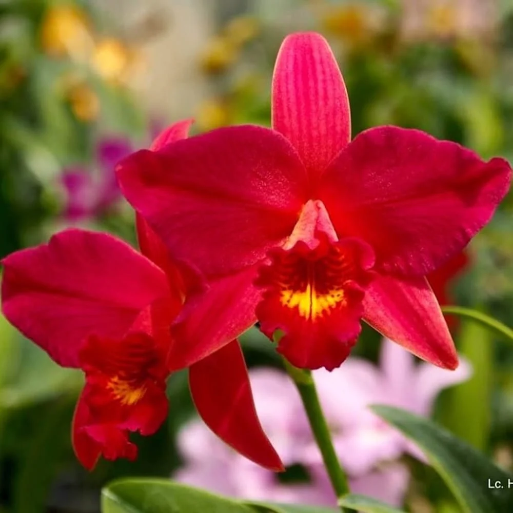 Lc. Hsin Buu Lady 'YT' AM/AOS - flori parfumate
