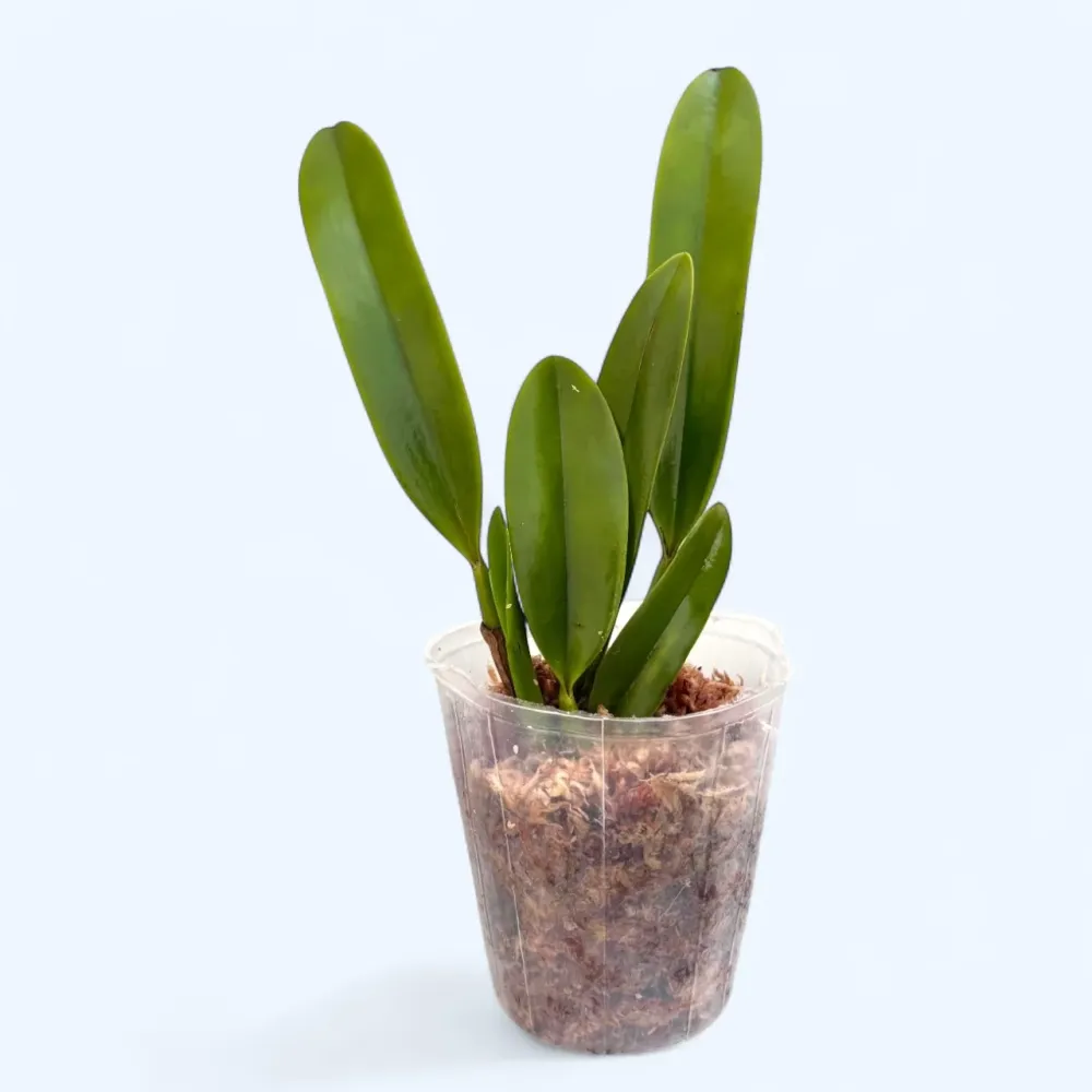 Lc. Hsin Buu Lady 'YT' AM/AOS - flori parfumate
