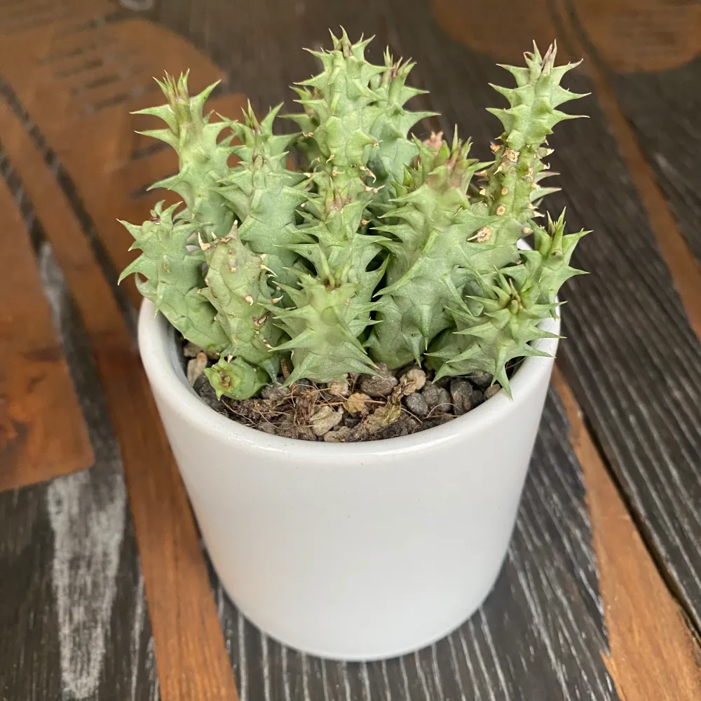 Huernia macrocarpa