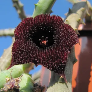 Huernia pendurata