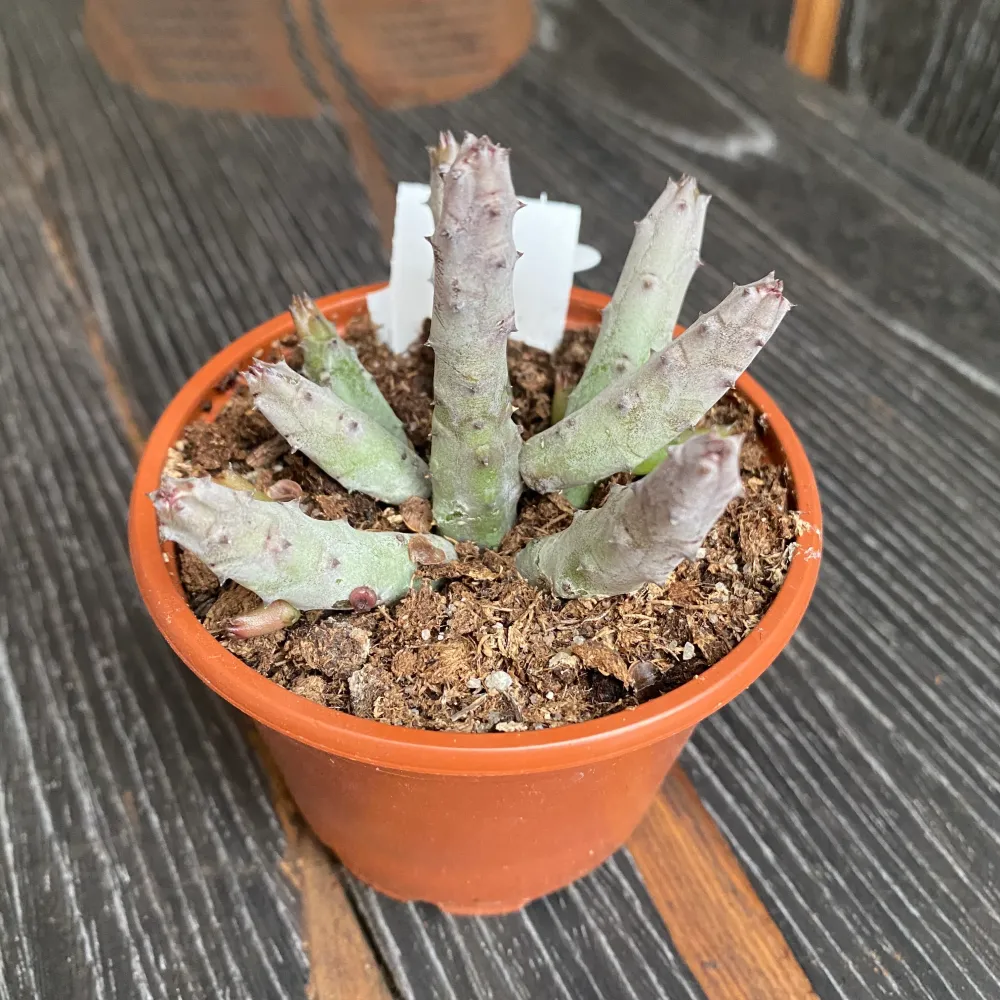Huernia pendurata