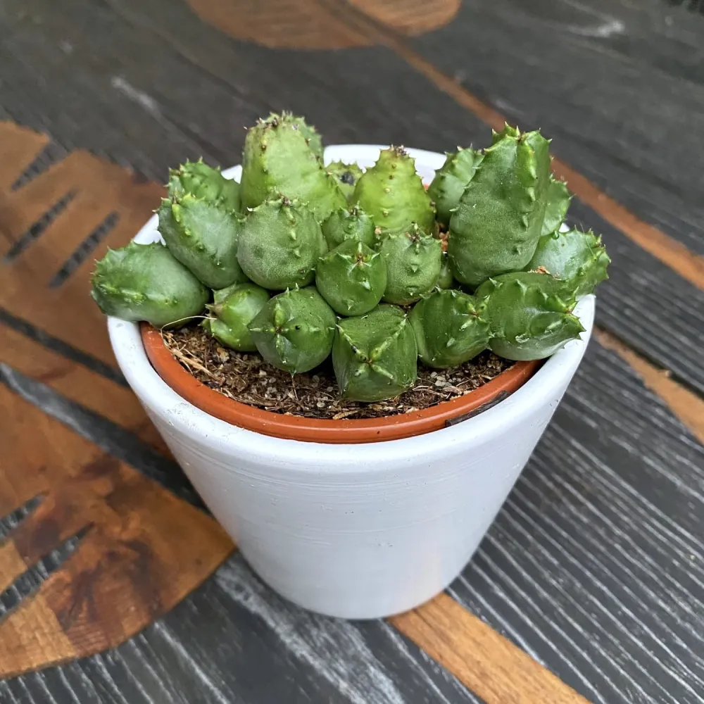 Huernia piersii