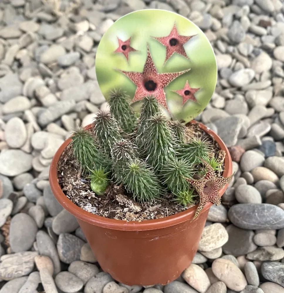 Huernia pillansii