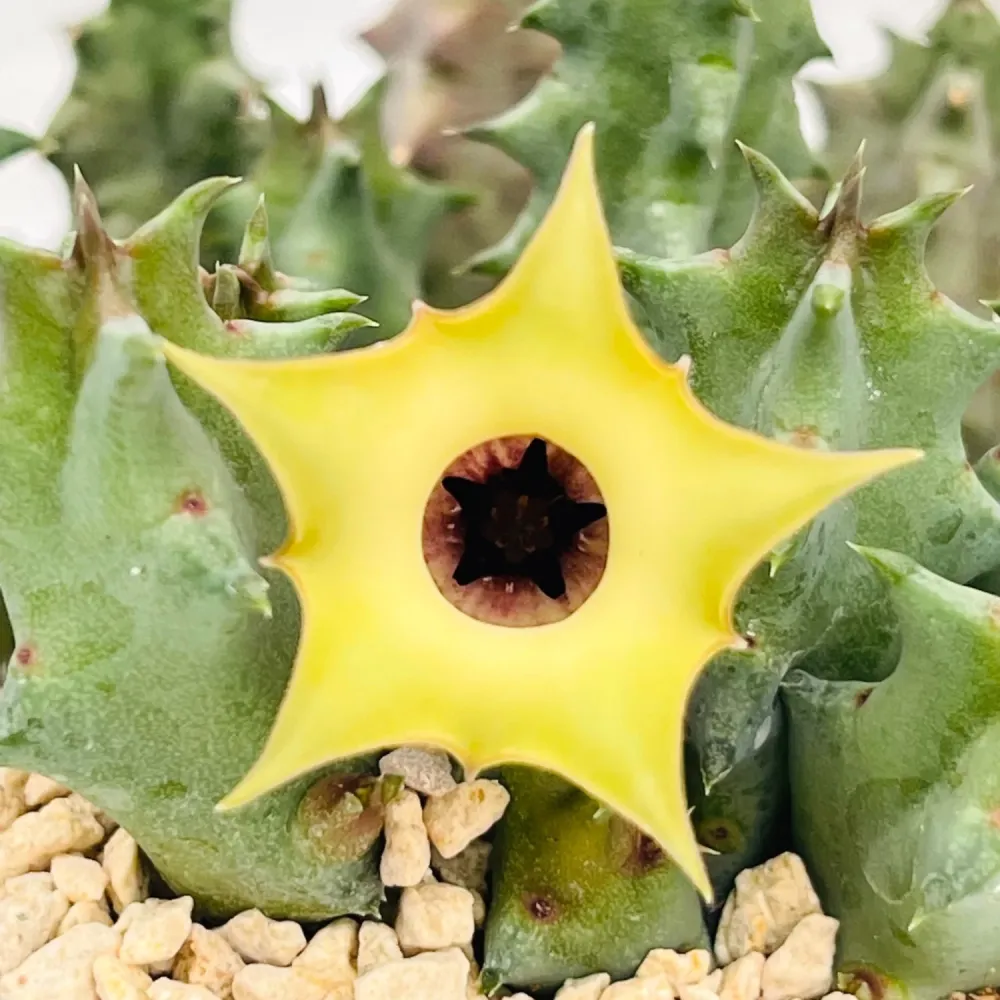 Huernia primulina
