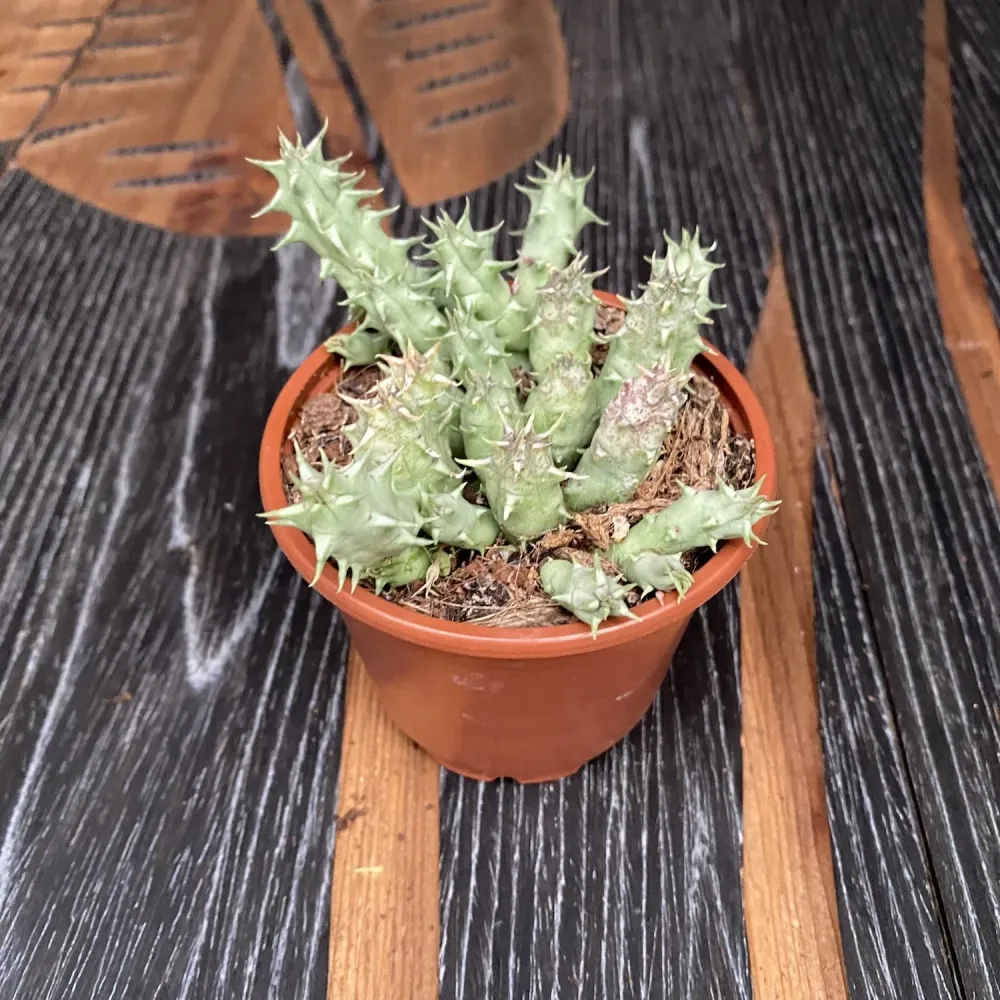 Huernia primulina
